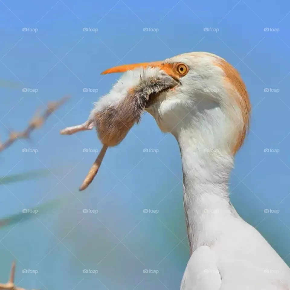 food chain
