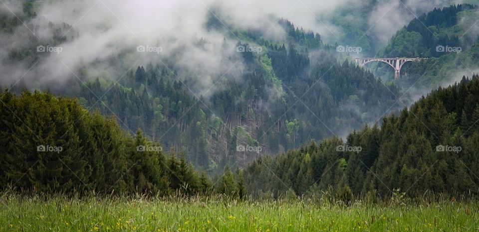 Trees and Field in Fog