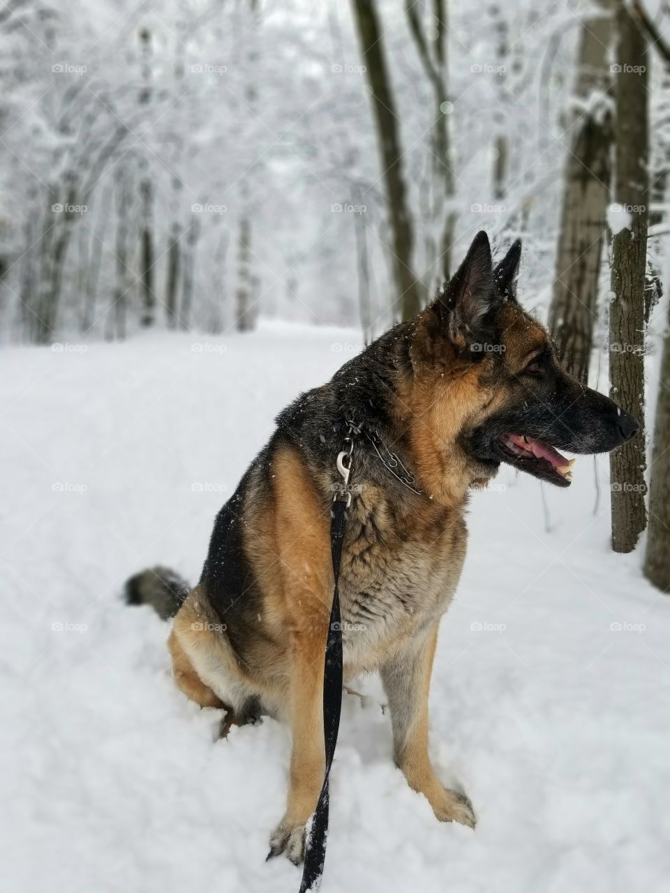 I love my dog and he surely loves winter 😊