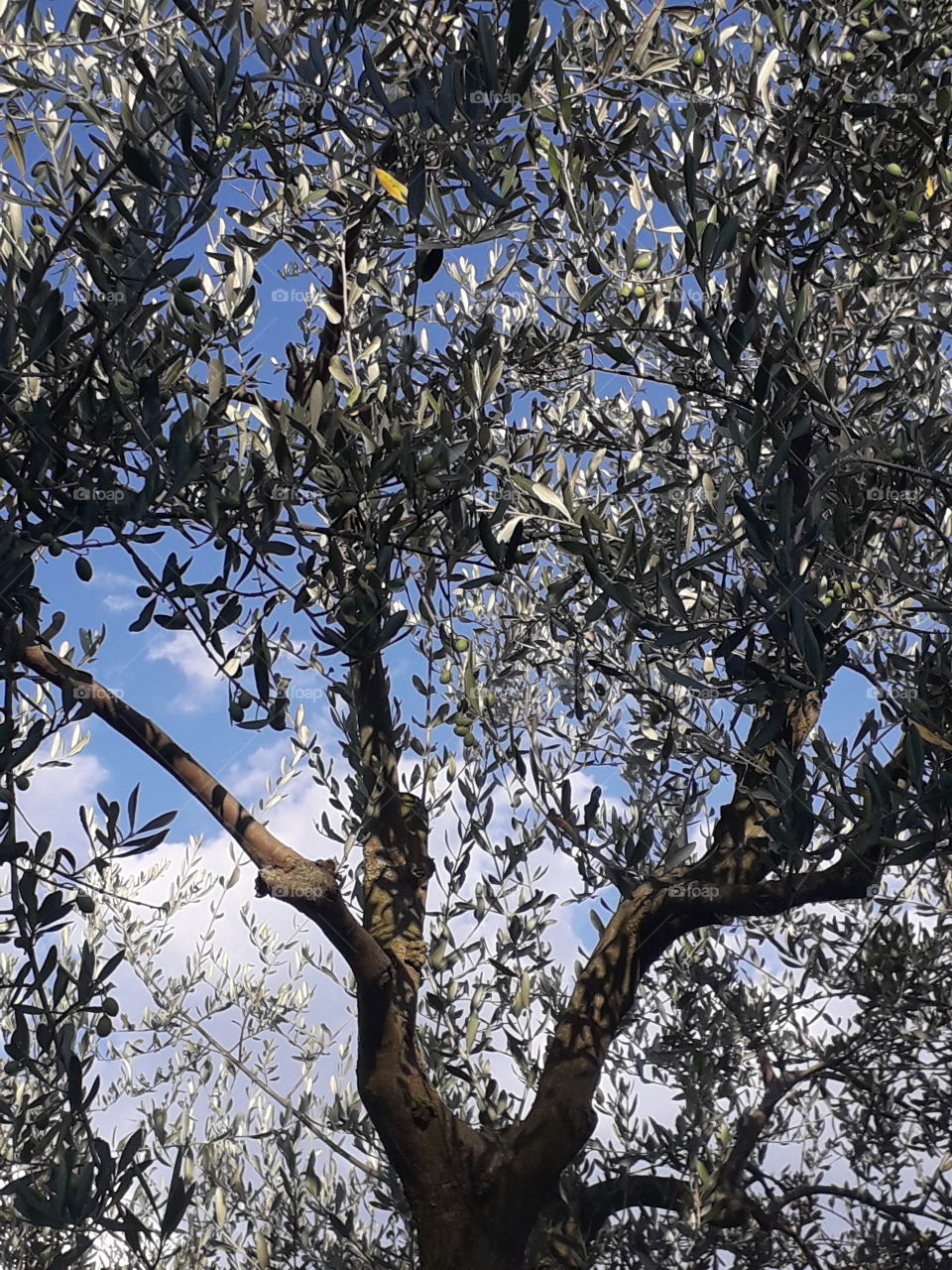 olive tree