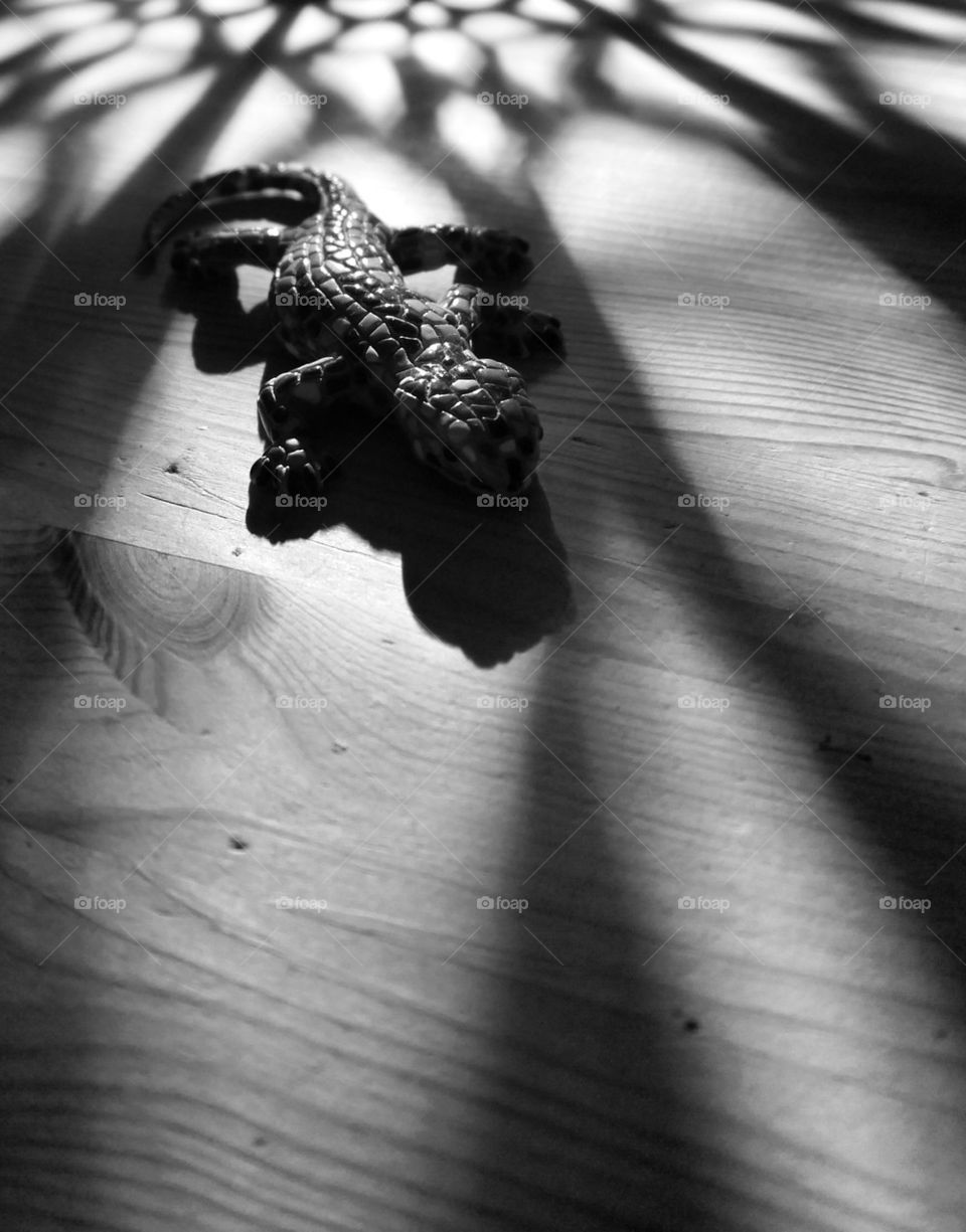 Lizard in the shadows