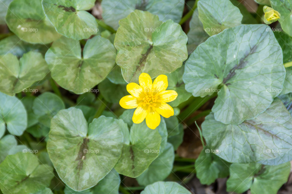 yellow wildflower