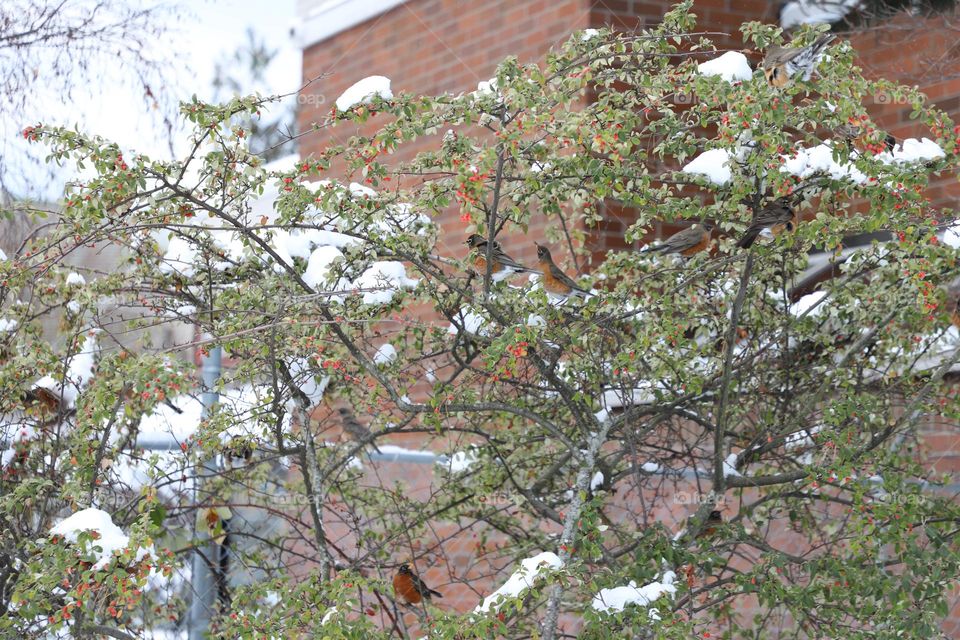 Birds on a tree