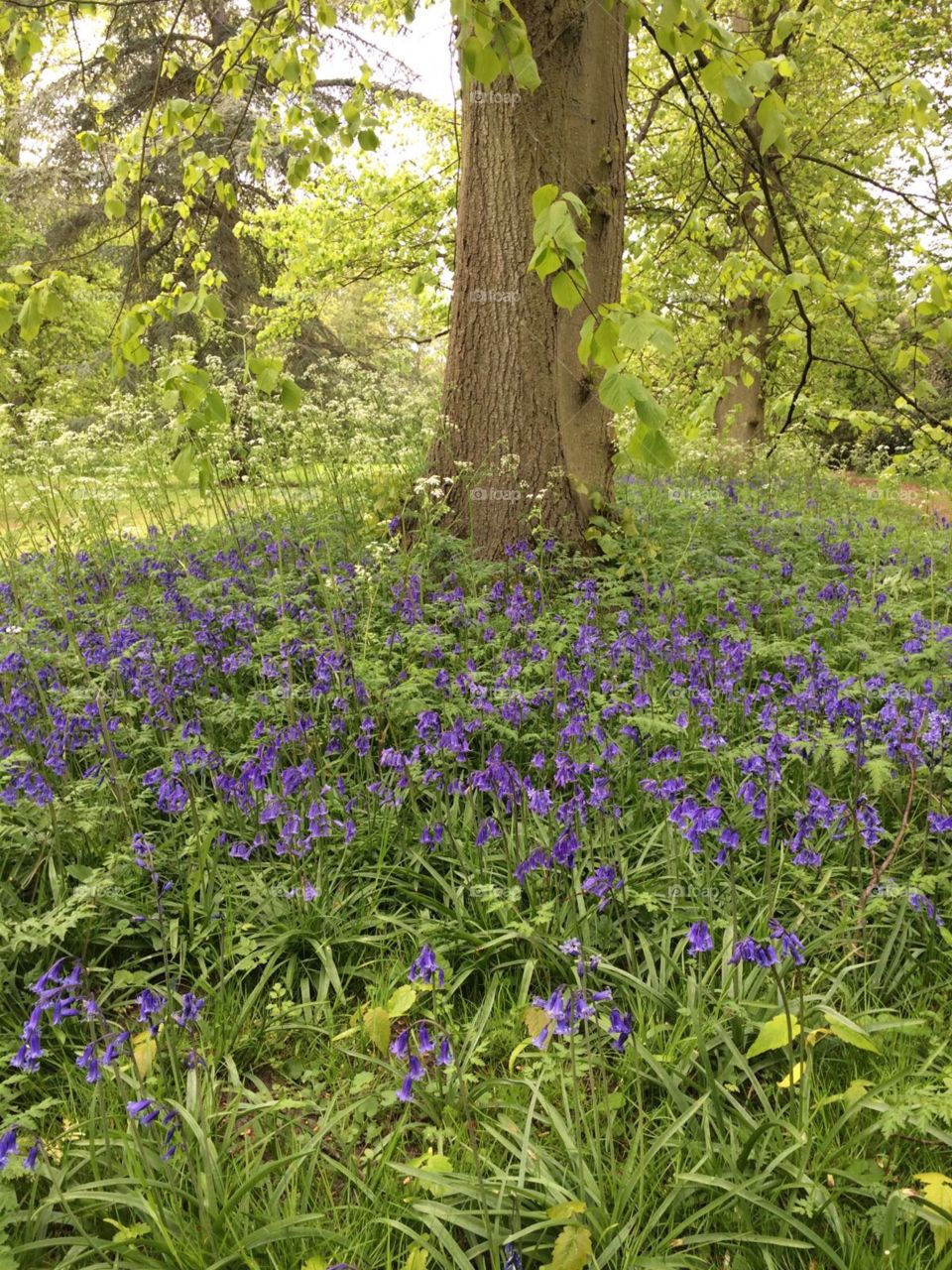Delicious bluebells in the ancient forests 