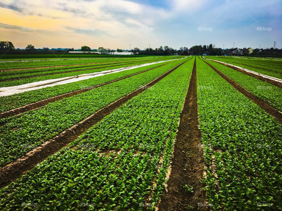 Agriculture vegetables Field 