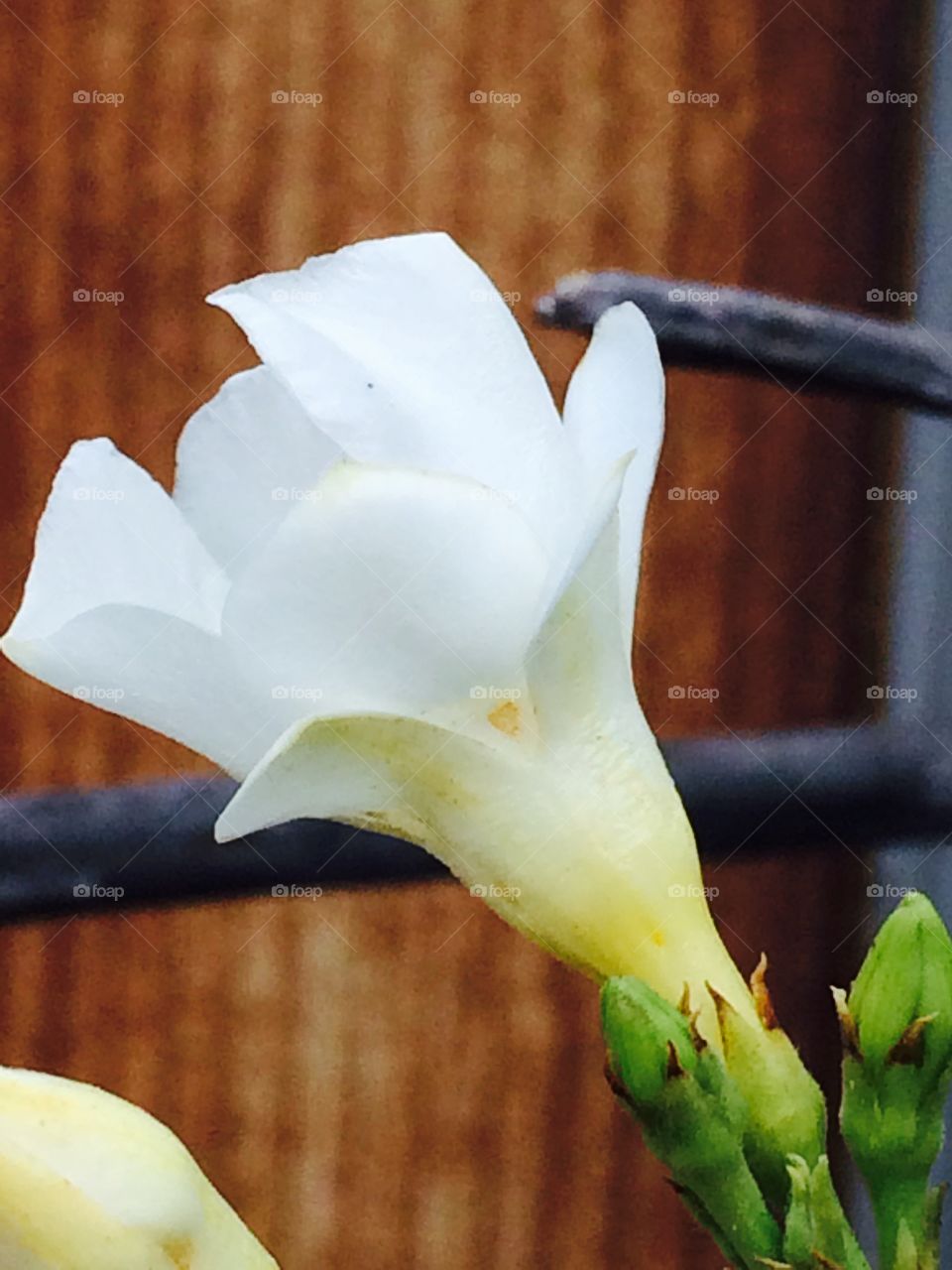 White flower