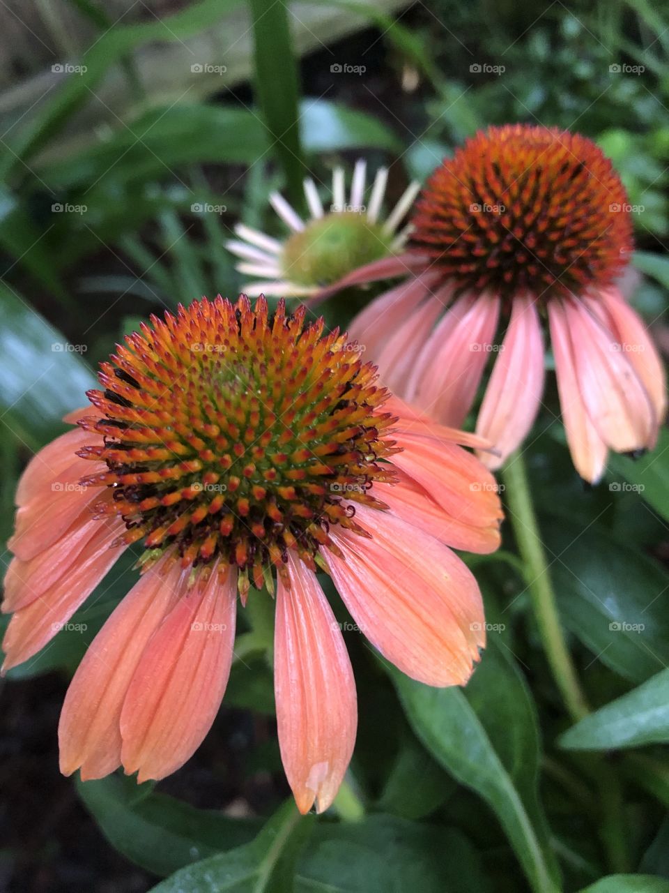 Peachy pink closeup of a Coneflower in bloom in my southern garden. 