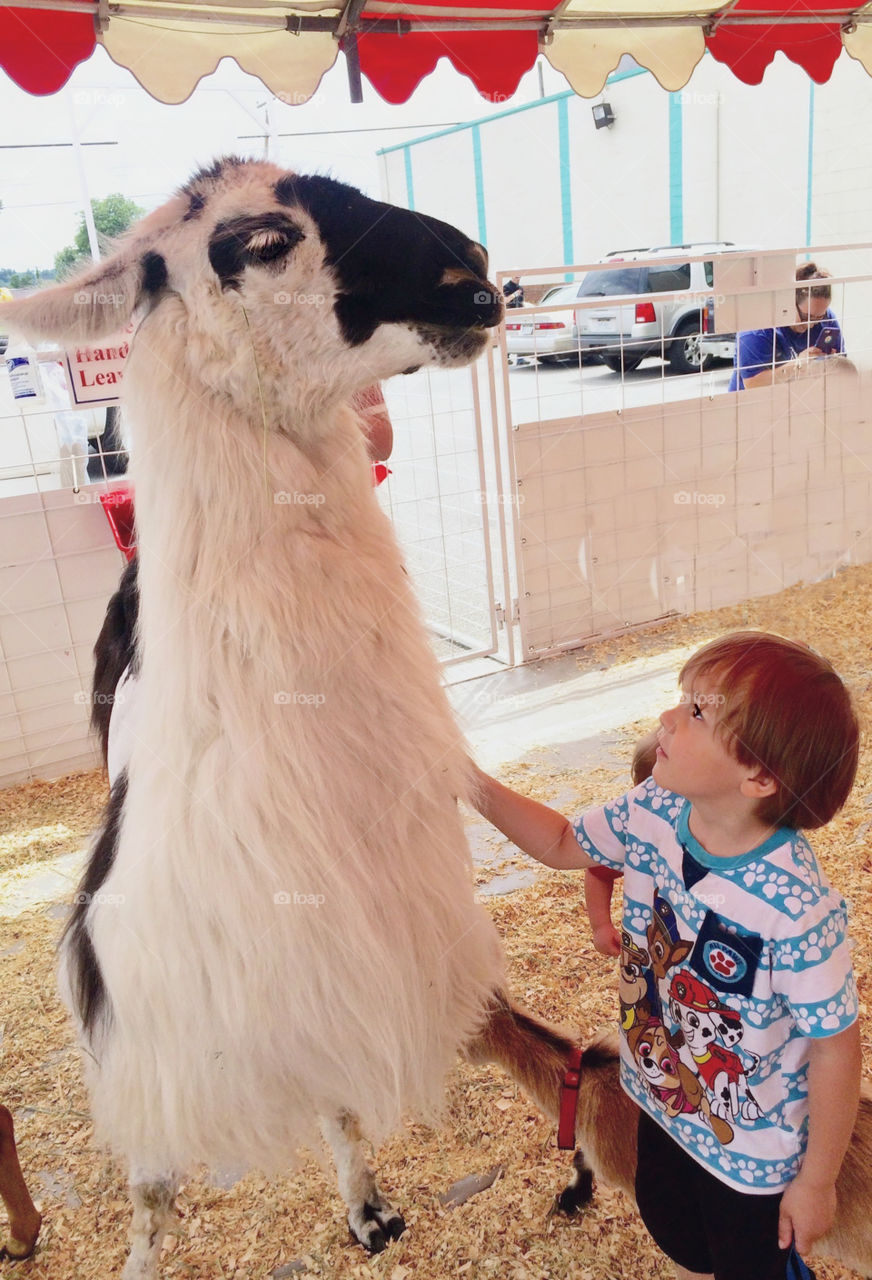 A little boy cautiously pets a black and white Llama....  