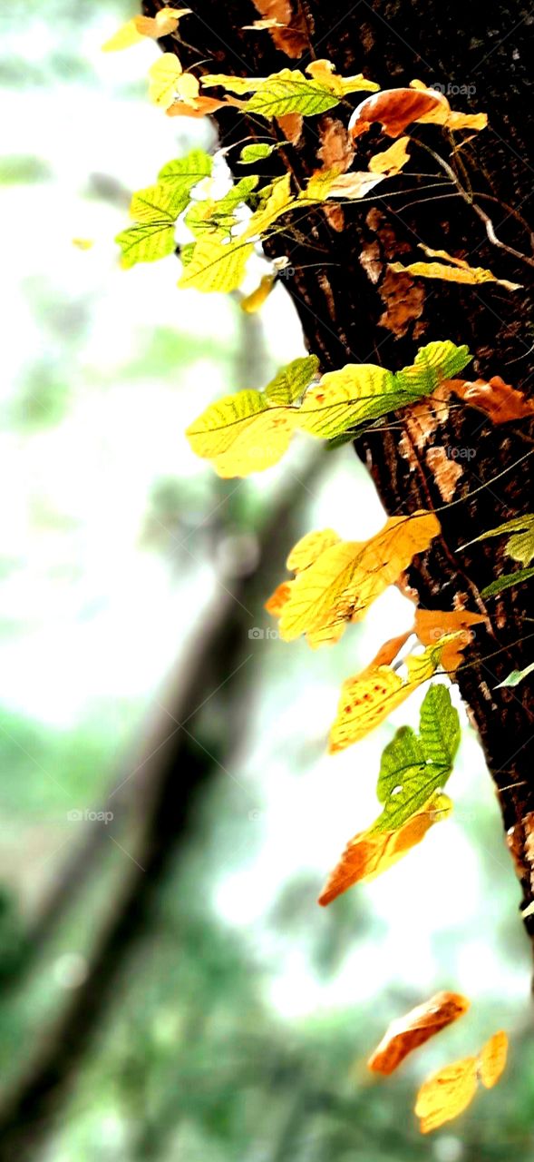 autumn leaves climbing oak tree