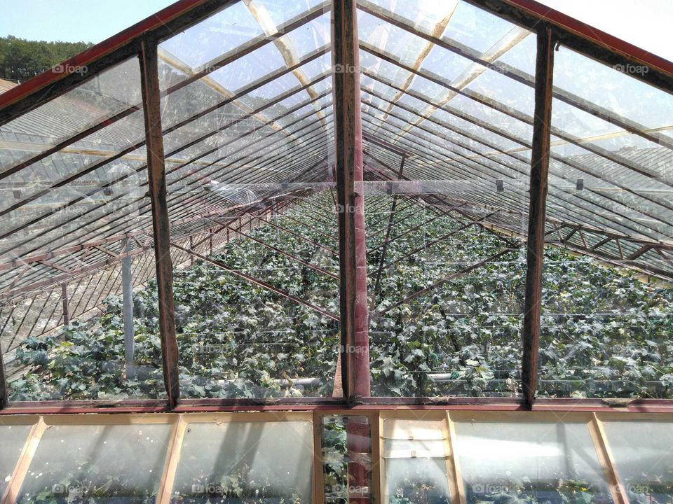 Greenhouse