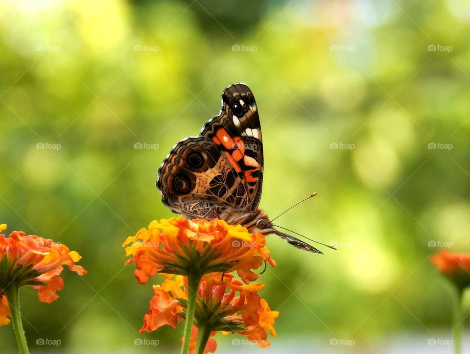 Beautiful butterfly on a flower