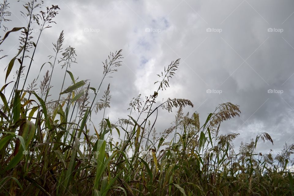 Tall empty stalks of corn riding up against a grey cloudy sky