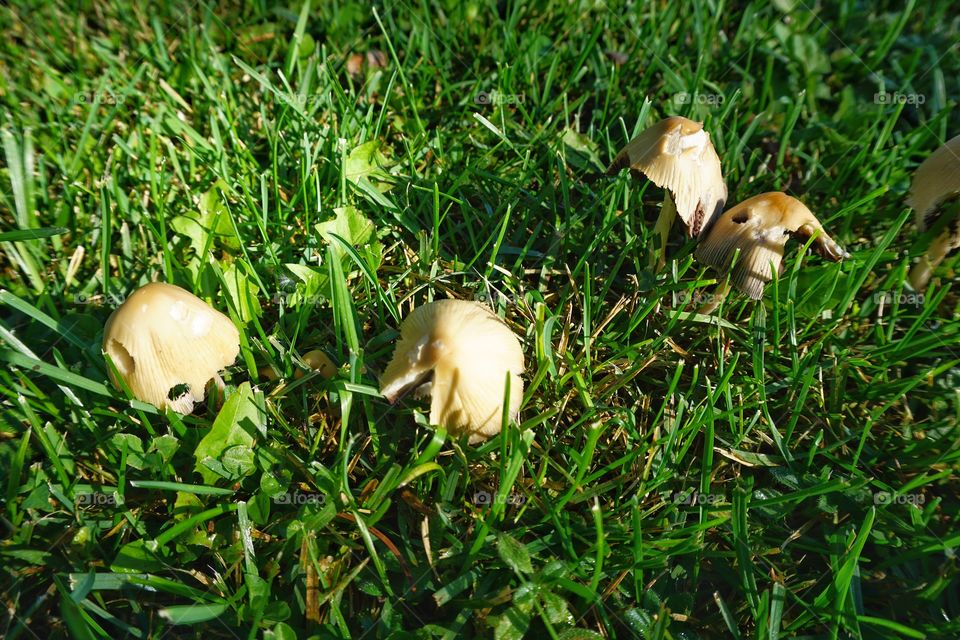Nature. Mushrooms
