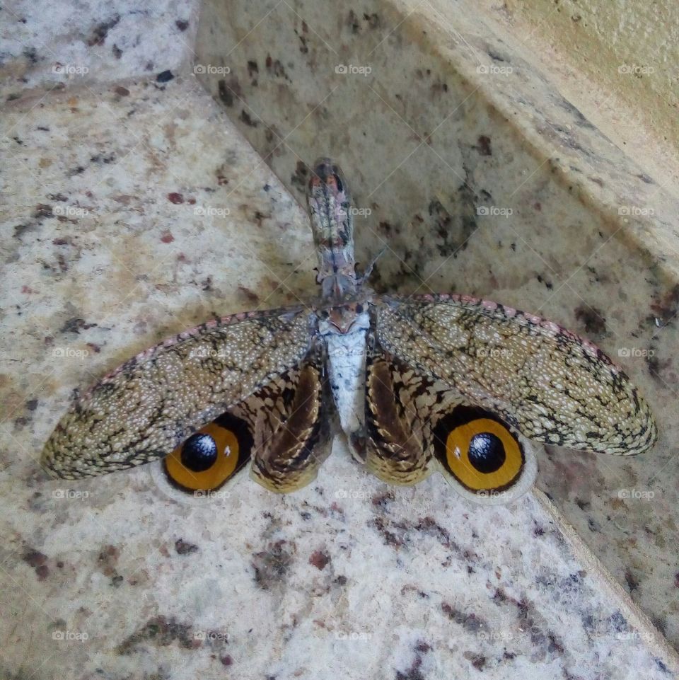 High angle view of a butterfly