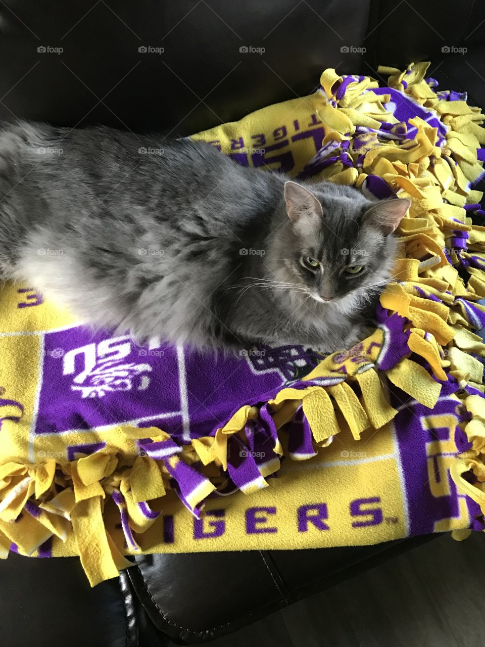 I thought since it’s Football season and my team is kicking butt this season I would snuggle up to my Fav Team. Go Tigers