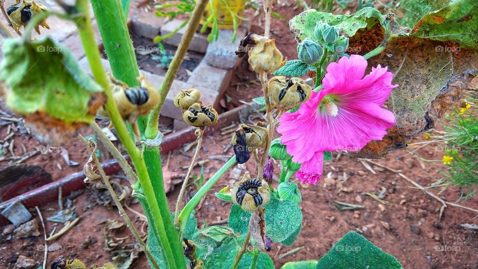 Flores, folhas, caules e sementes.