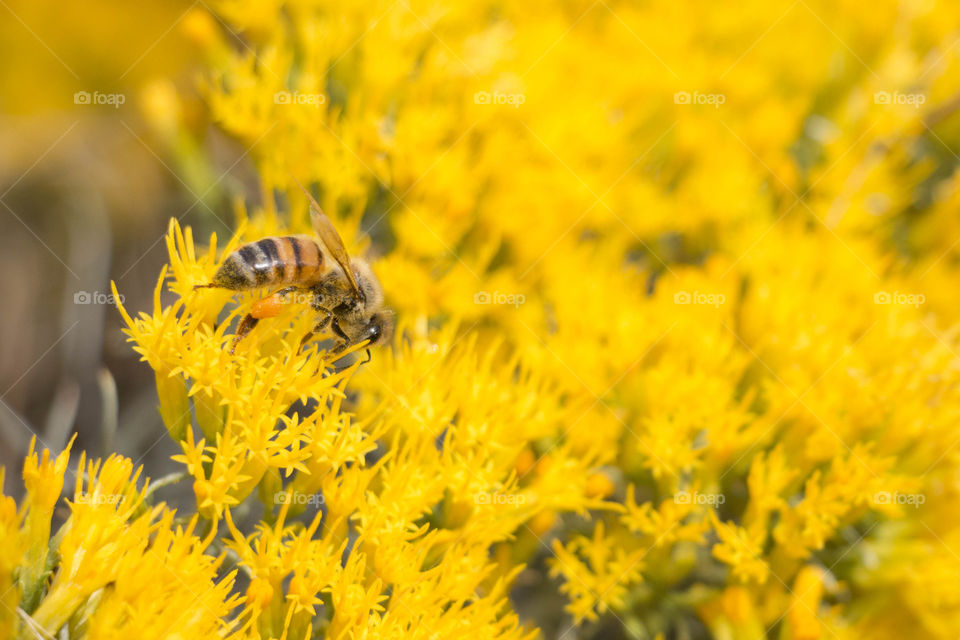 Bee searching for pollen 