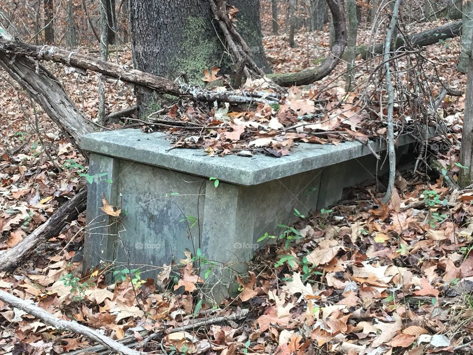 The things you find in the woods