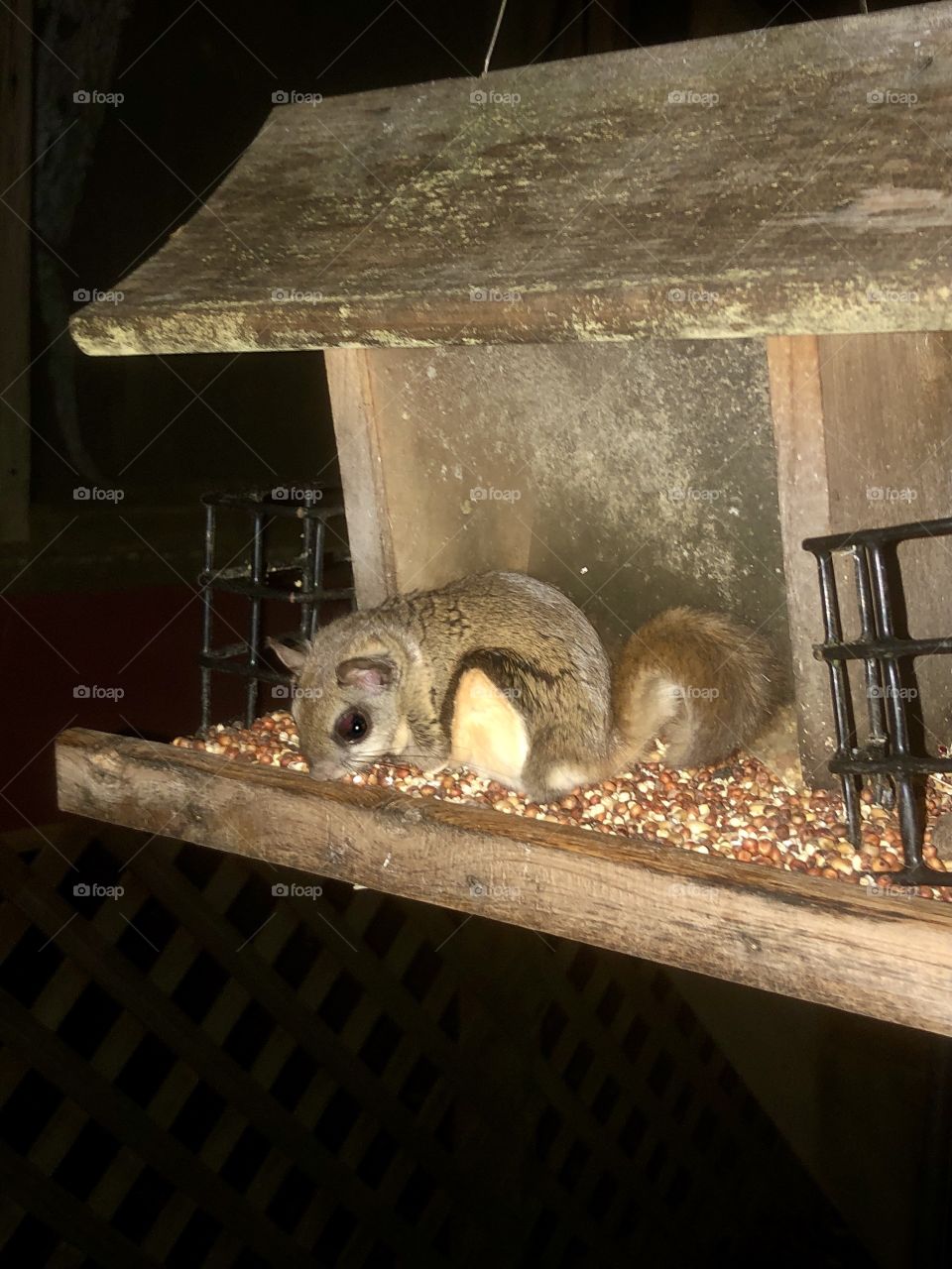 Nocturnal flying squirrel raiding bird feeder