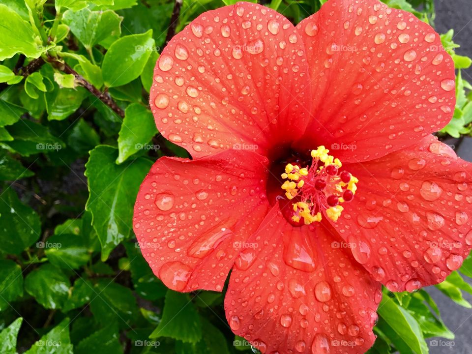 Hibiscus after a rain