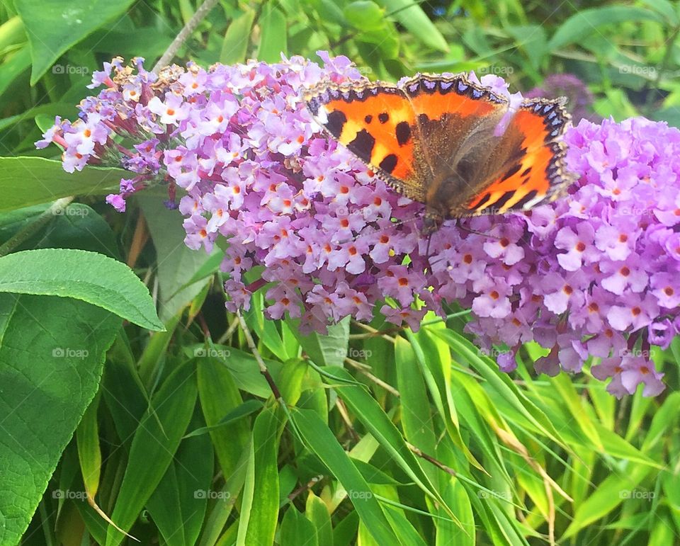 Butterfly and Buddleia
