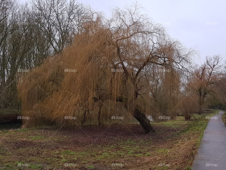 Leaning willow tree with brown faded foliage.
