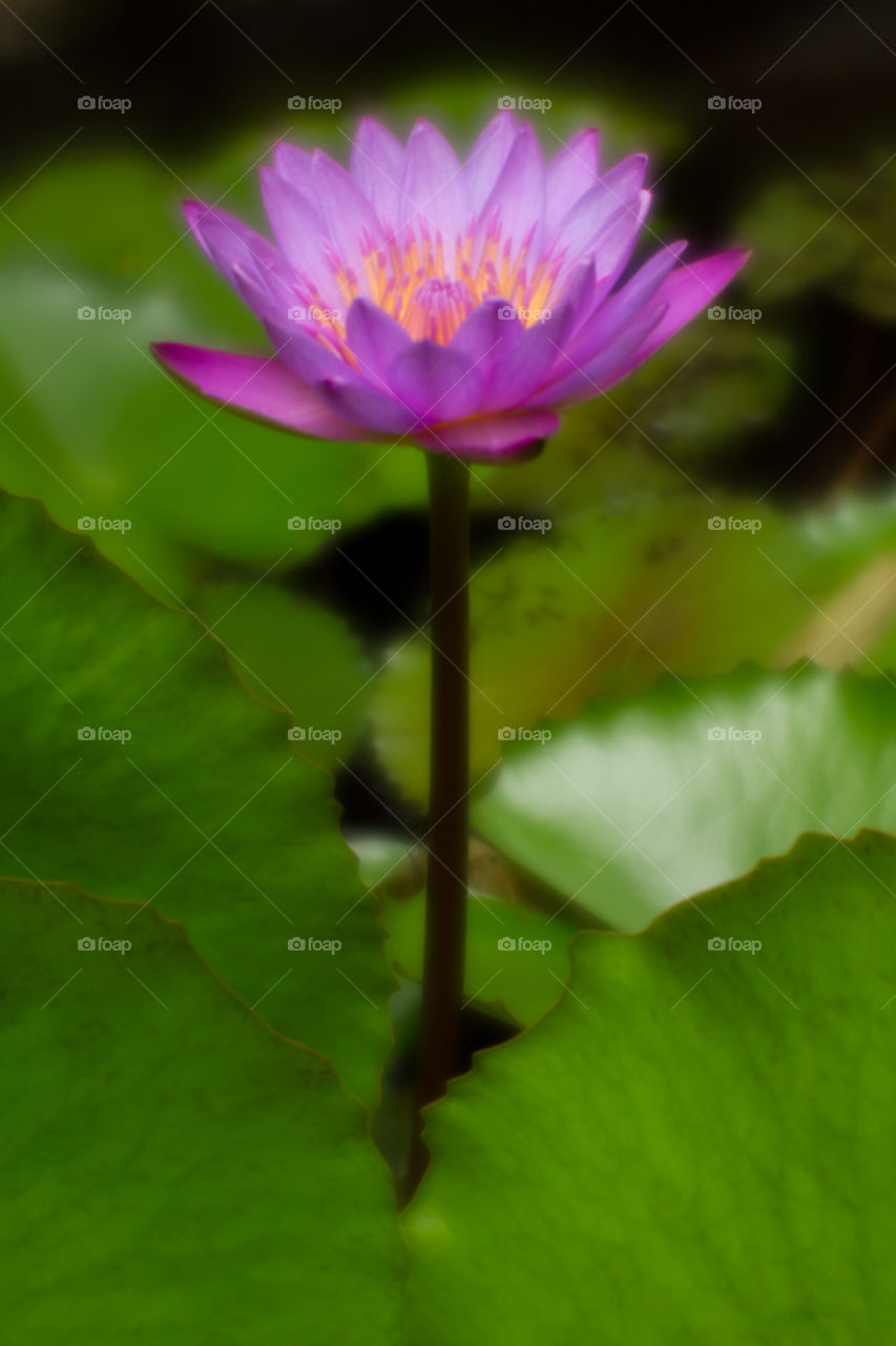 Glowing Purple water Lily with lily pads