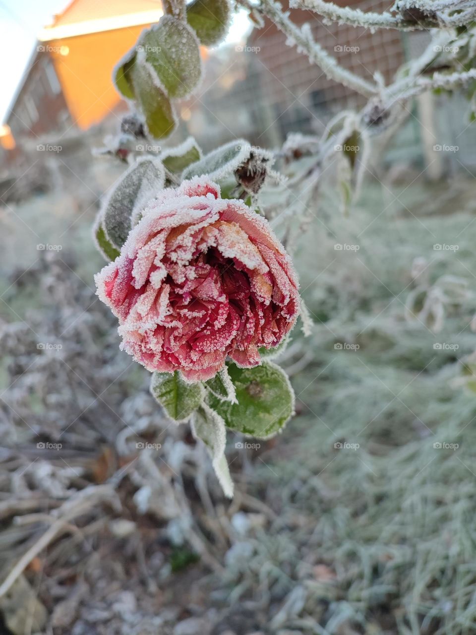 A frozen rose