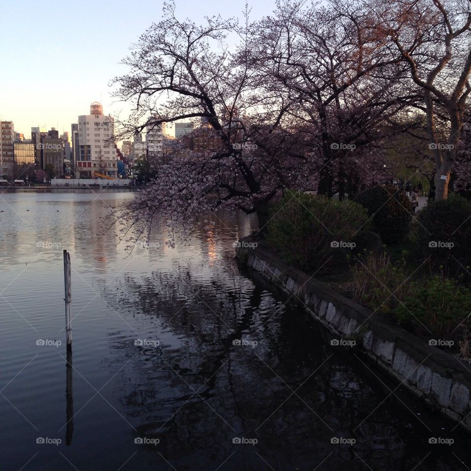 Cherry blossoms in ueno park 