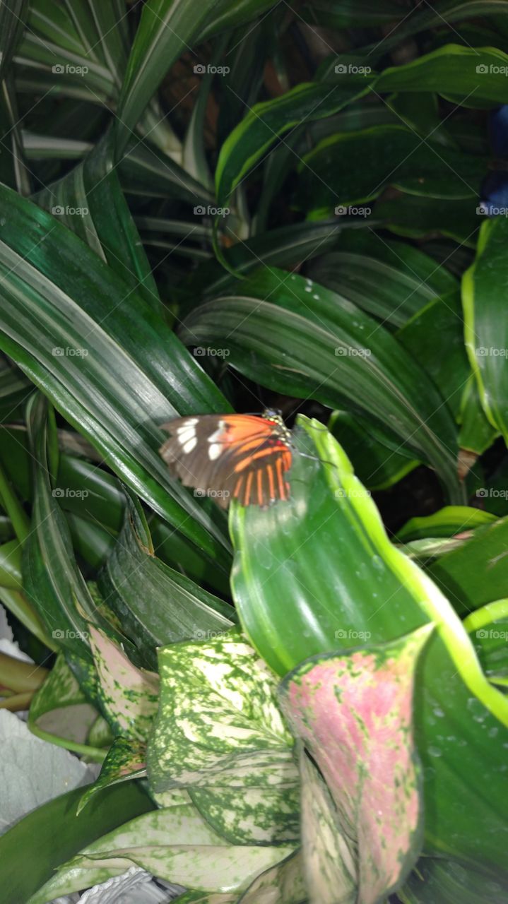 Butterfly on a leaf 