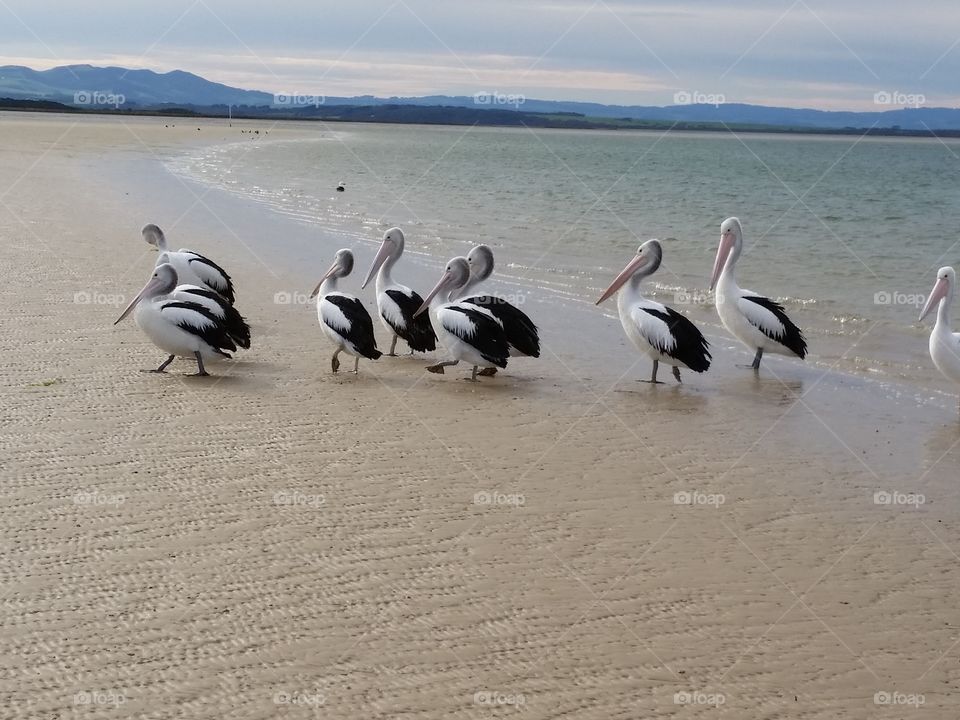 Pelicans . They were waiting for the fishermen 