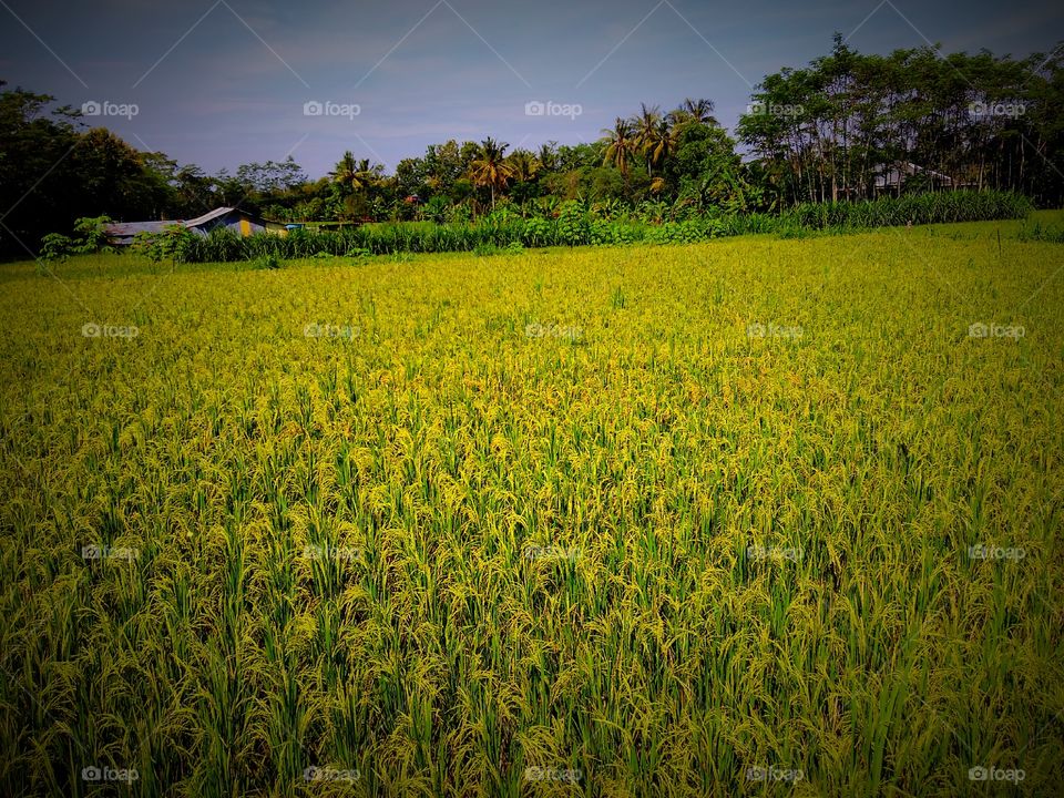 rice trees