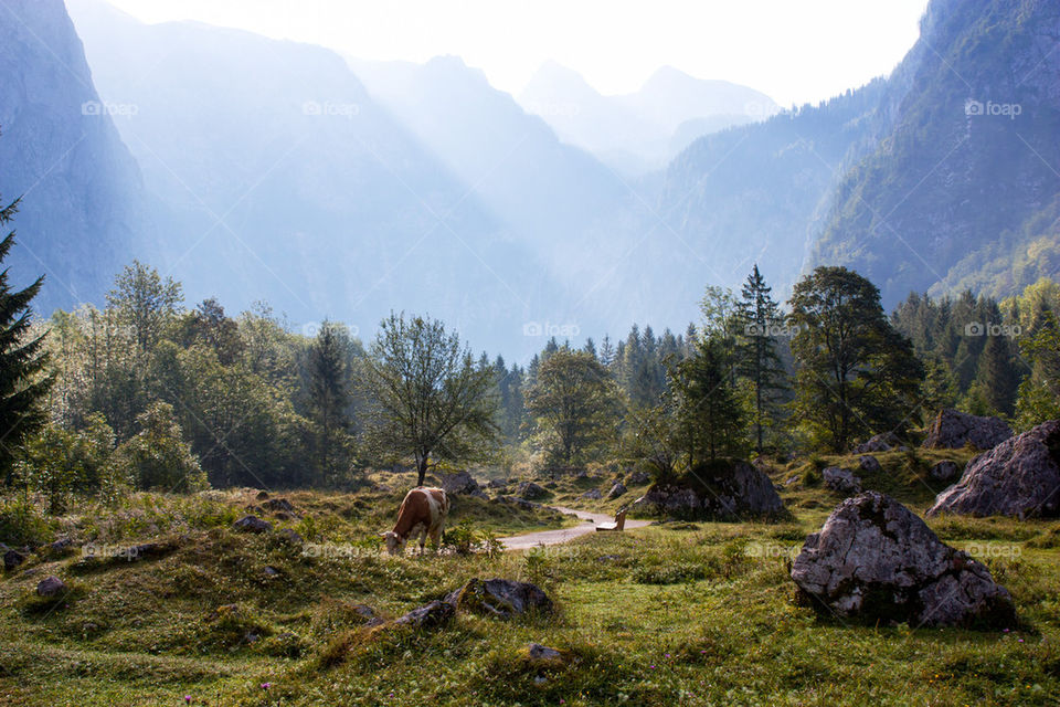 Cow grazing near path and mountain