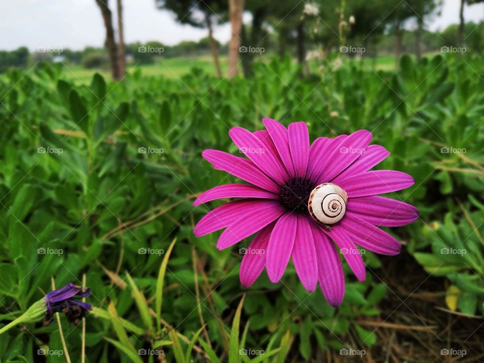 Purple flower blossom above the green bush with little snail on it. With green landscape and trees in background