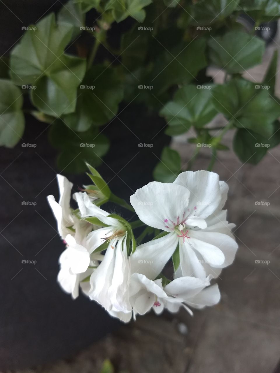 white flower