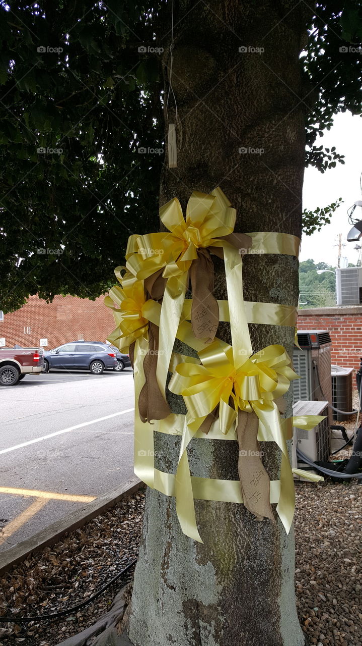 tie a yellow ribbon around the old oak tree