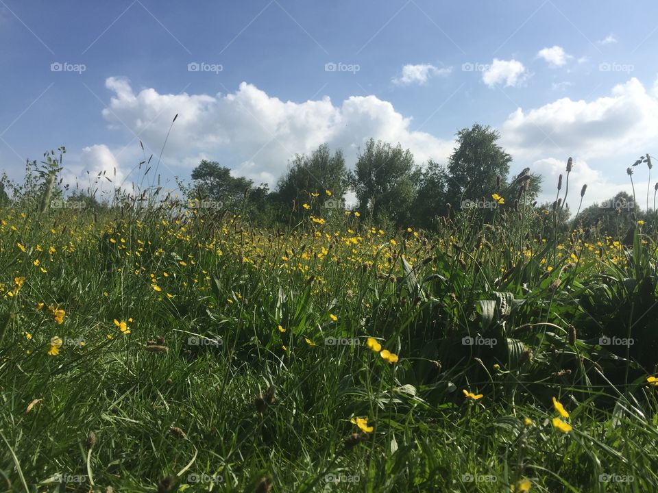 Buttercup field with a blue sky and white fluffy clouds