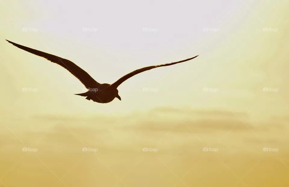 Seagulls at sunset 
