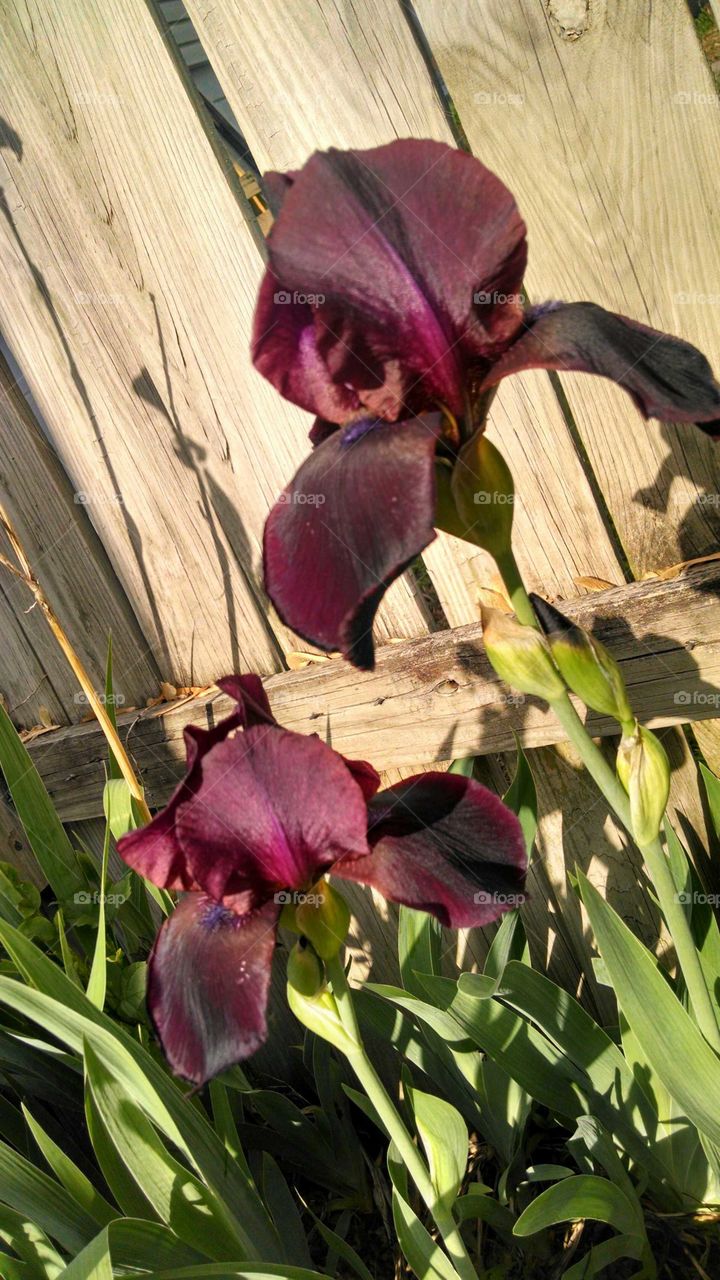 iris