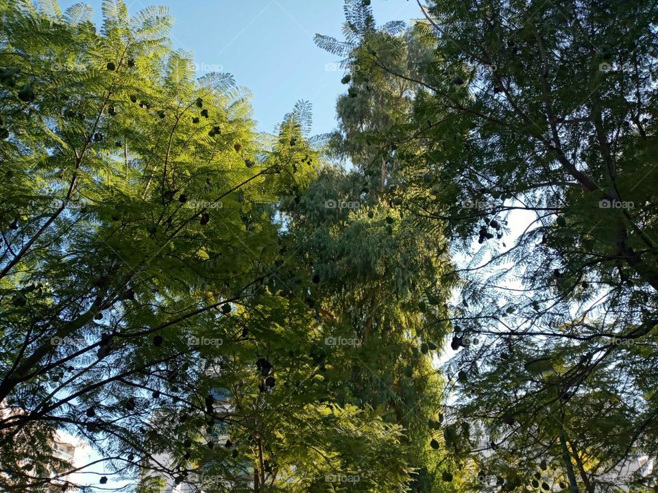 Beautiful trees