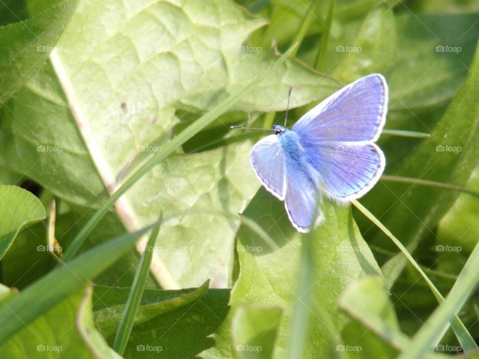 Schmetterling auf einer Wiese