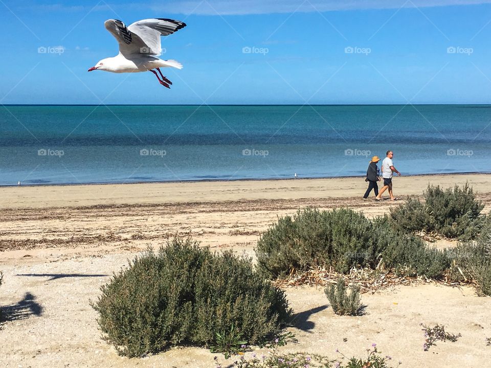 Senior couple walking along south Australia beach seagulls flying low in the foreground