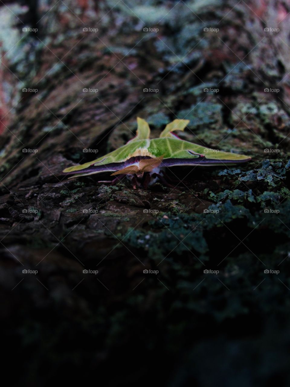 New York, Long Island, Nature, tree, plants, outdoors, calm, relax, shades, colors, Clouds, wildlife, butterfly, 