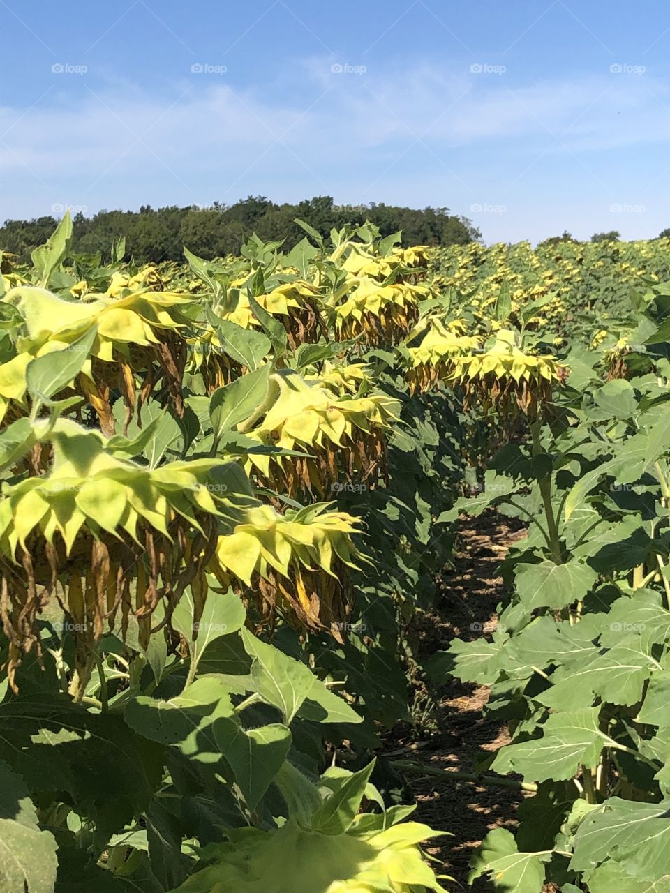 Dying off   drooping sunflowers ready to harvest 
