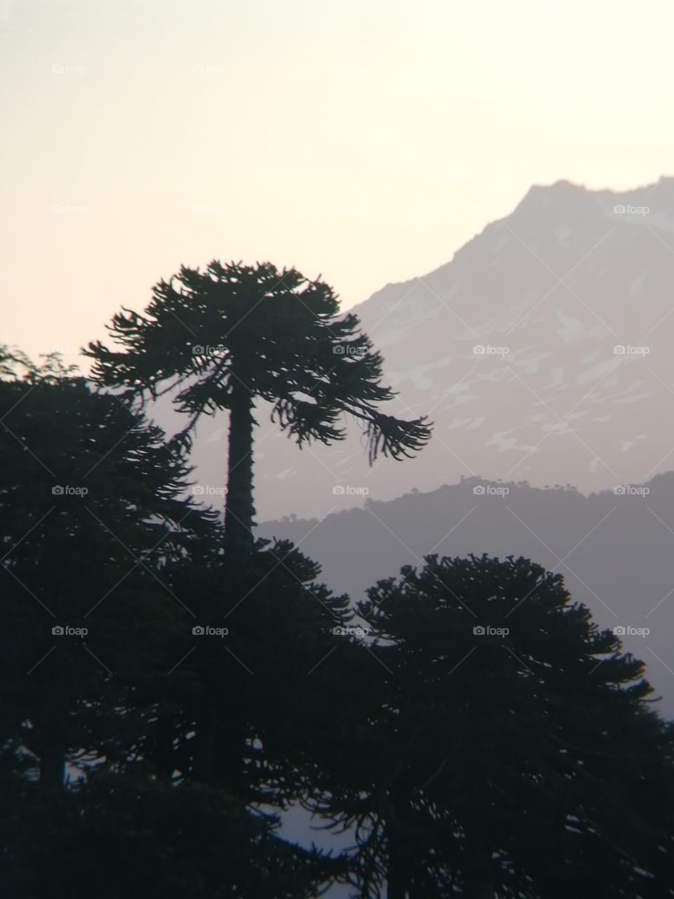 Araucarias mapuche sur de chile