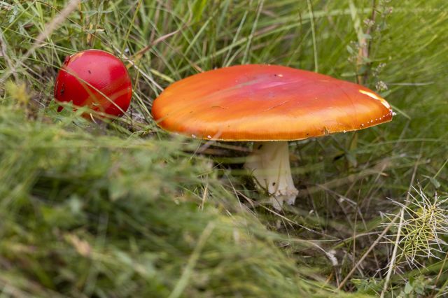 oreng and red