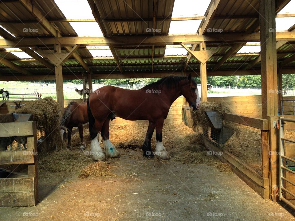 Big horse. On a farm 