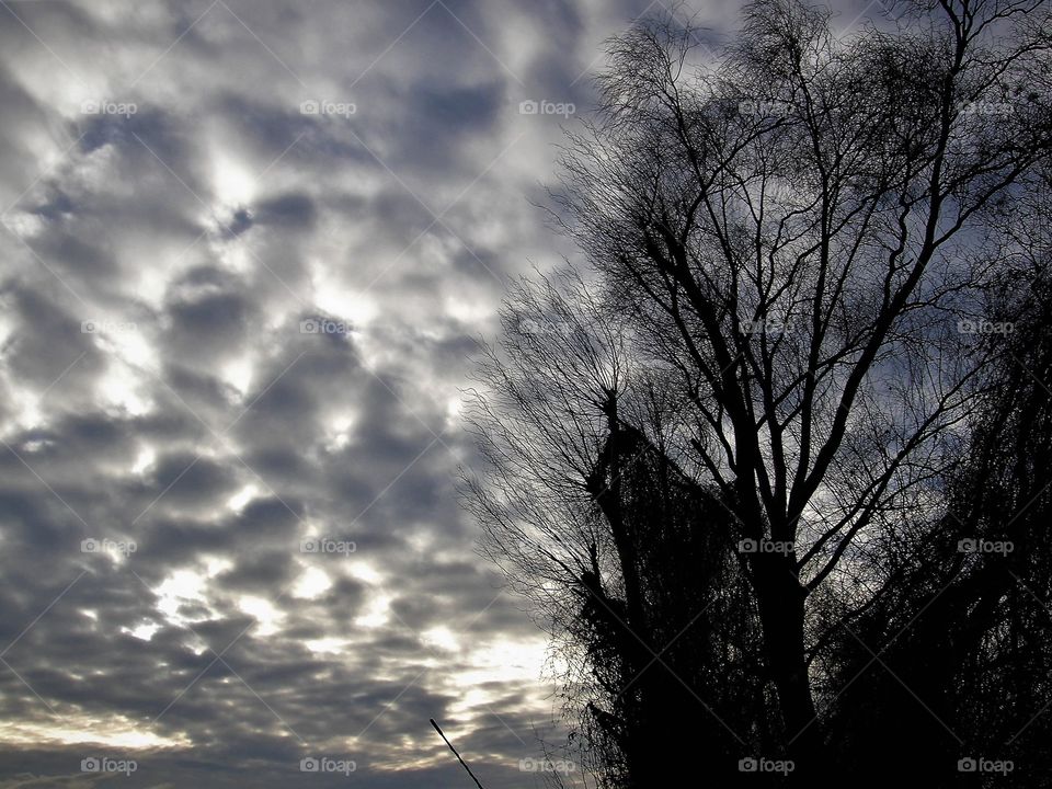 Tree silhouette and dramatic sky