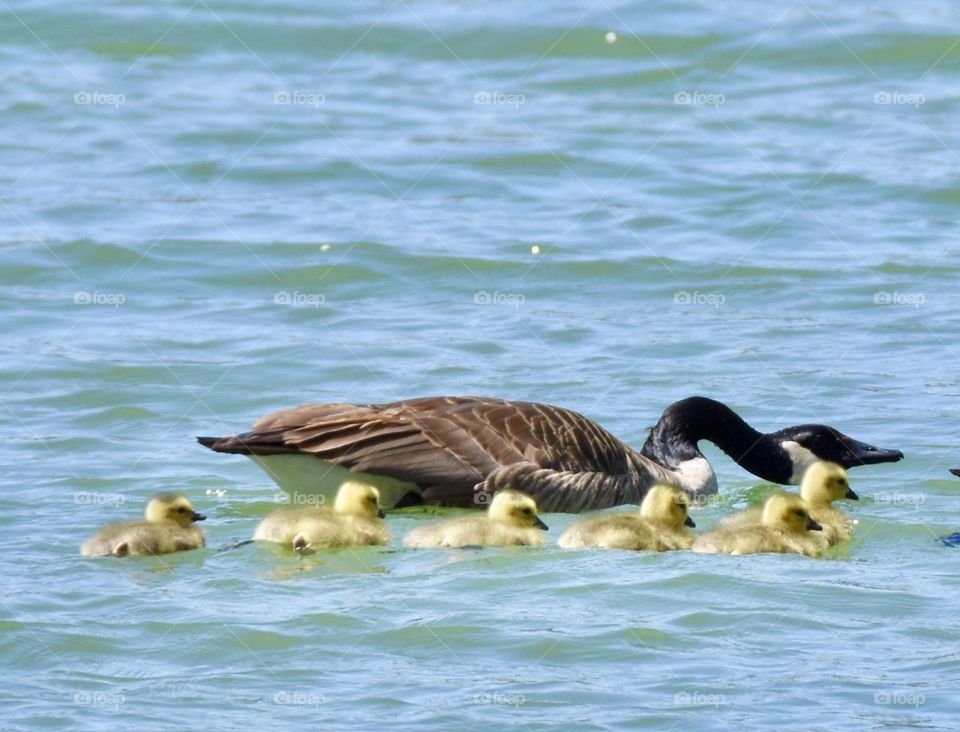 Goslings in a row as dad keeps a watchful eye on them 