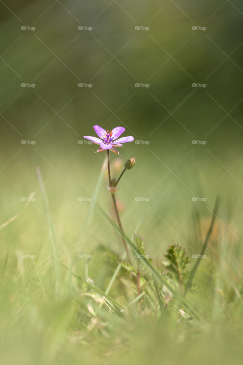 A portrait of a storksbill weed standing in the grass. the plant has a purple flower and is standing in a green blurred background.